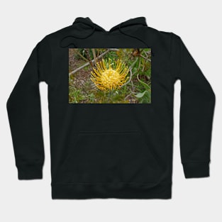 Lavender Farms Study 33 Hoodie